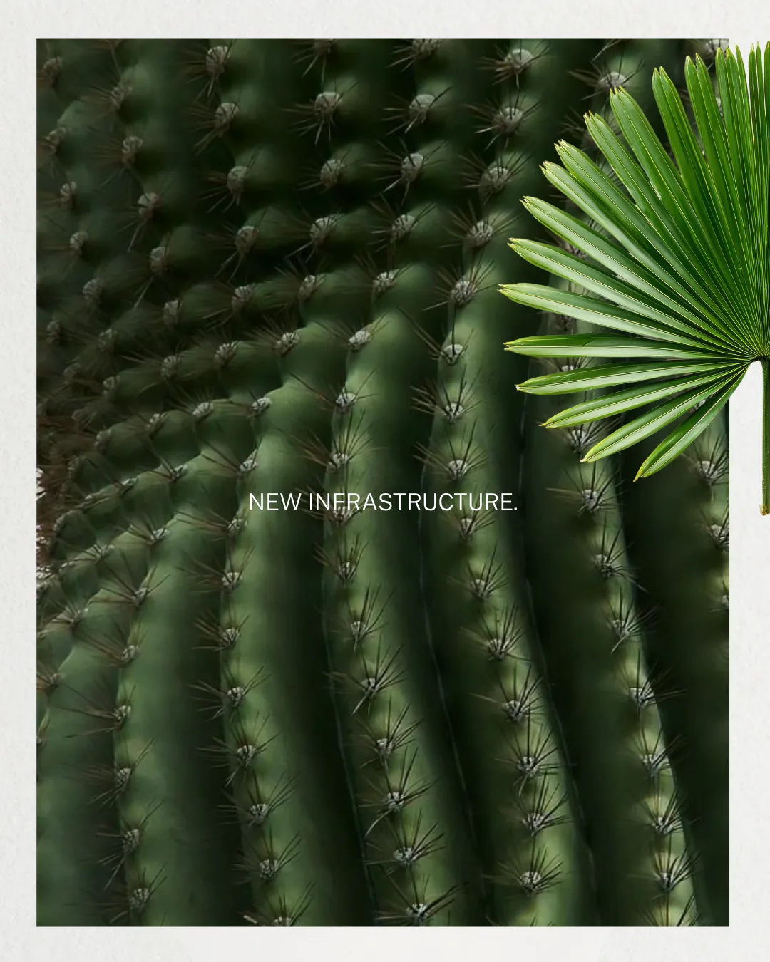 Cactus and palm social artwork for Aldea Uh May
